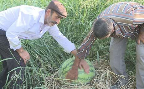 Festîvala zebeşan a Amedê