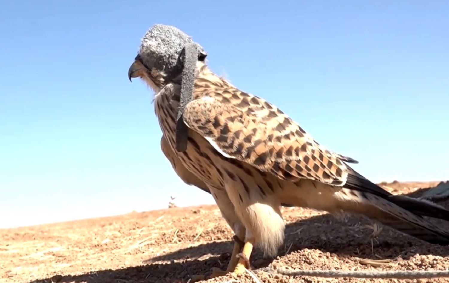 Şahin avcılığı tutku olmuş; tanesi 100 bin dolara alıcı buluyor