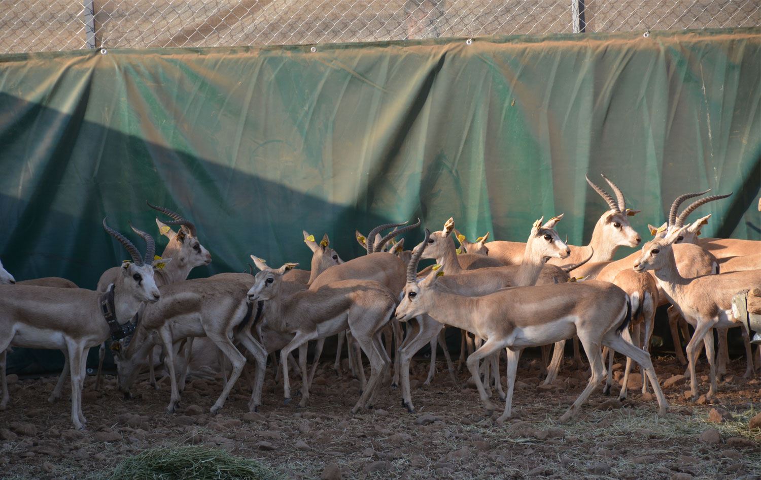 Cudi Dağı'nda 40 ceylan doğaya bırakıldı