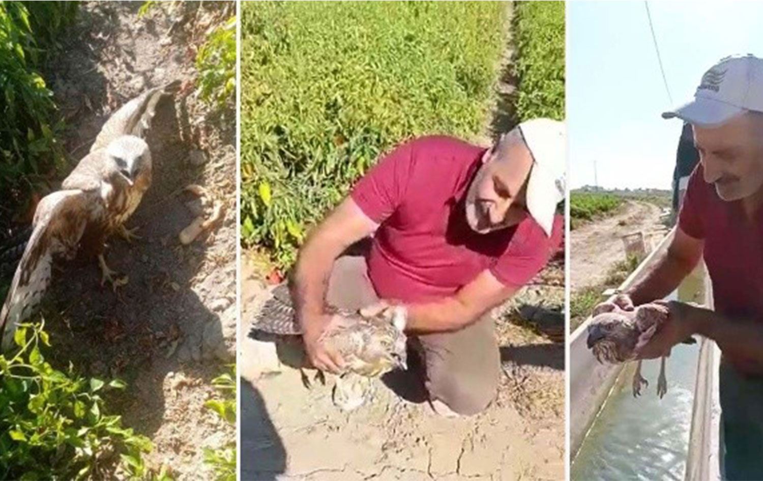 Biberi fazla kaçıran şahin kalp krizi geçirdi!