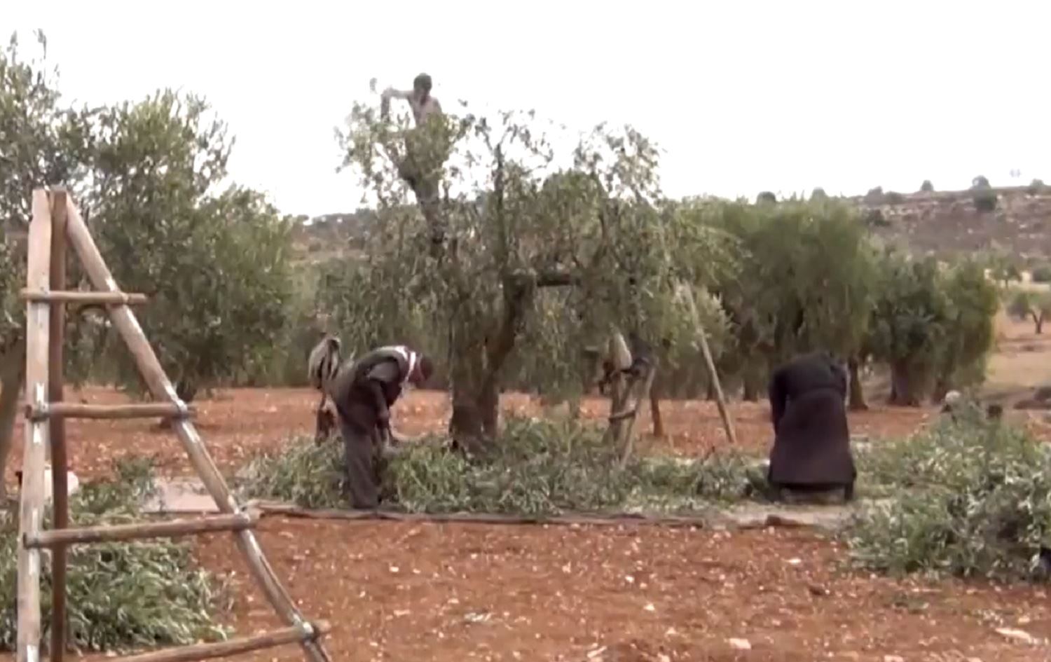 Li Efrînê çekdar bacê li ser xwediyên zeytûnan ferz dikin