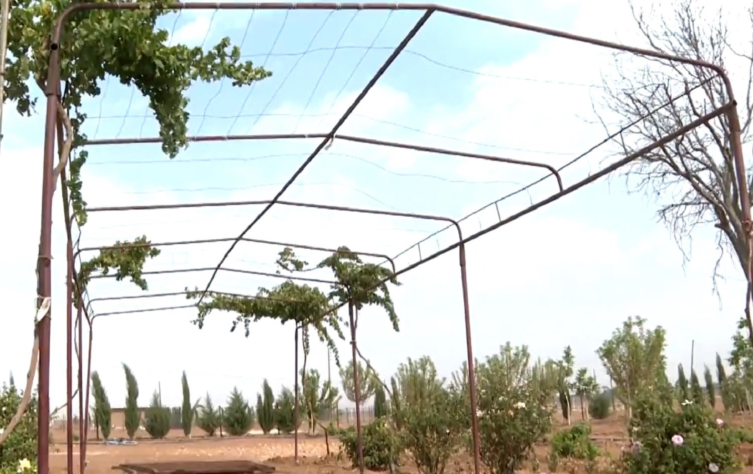 Li Rojava avakirina çewlikan li nav zeviyên çandiniyê zêde bûye