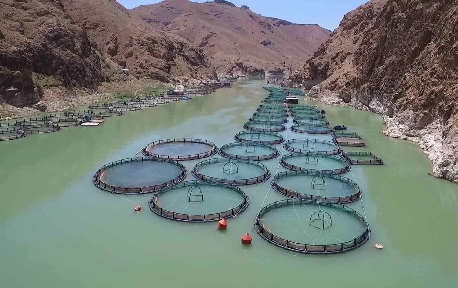 Li Xarpêtê salane 23 hezar ton masî tên berhemanîn