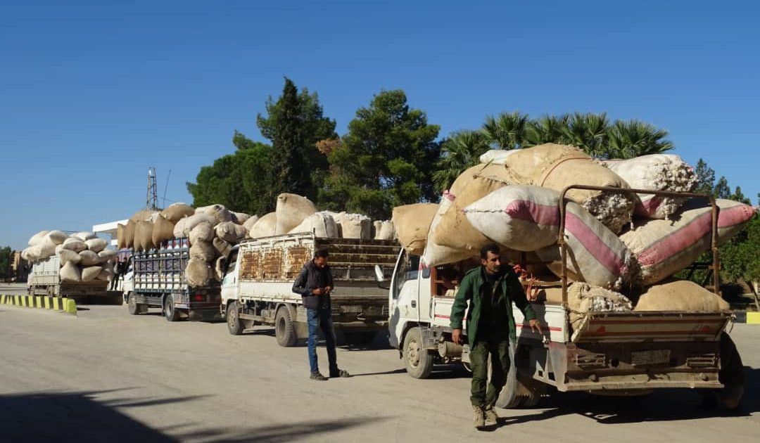 Li Rojava wergirtina pembû destpê kir