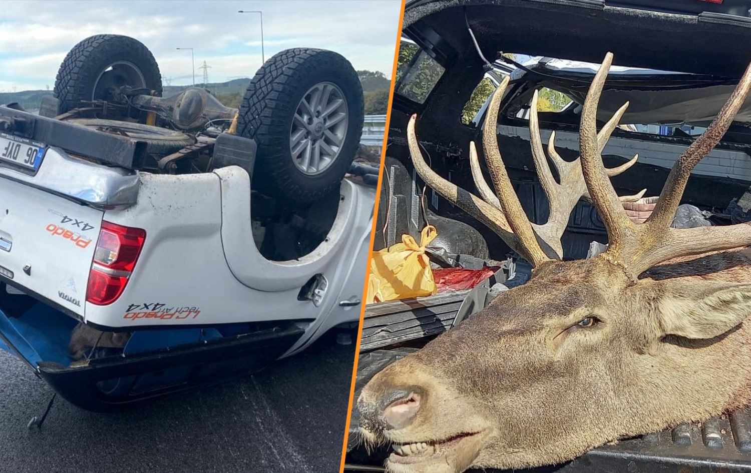 Takla atan pikabın bagajından geyik çıktı!