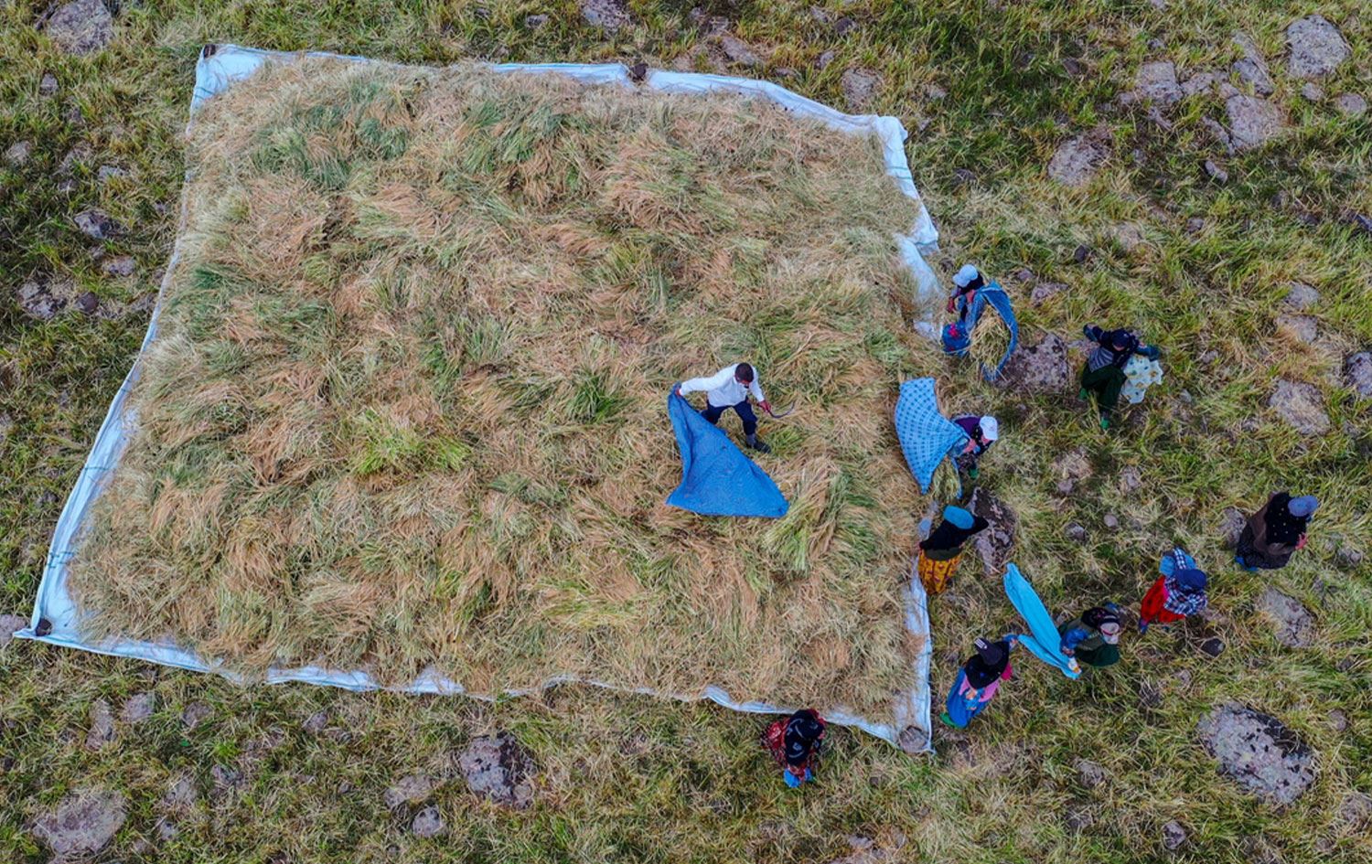 Taşlı arazide yetişen Karacadağ pirinci hasadı başladı