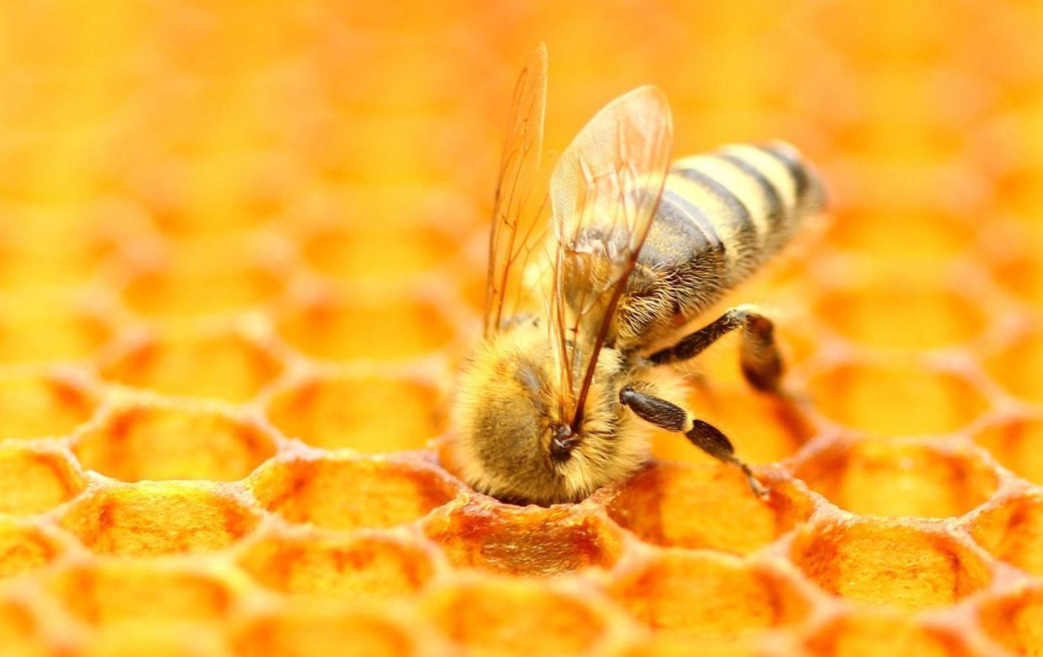 Yangın nedeniyle 5 milyon arı öldü