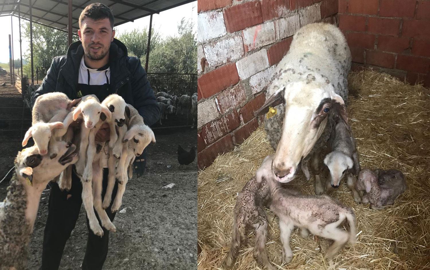 Denizli’de bir koyun tek batında 4 kuzu doğurdu