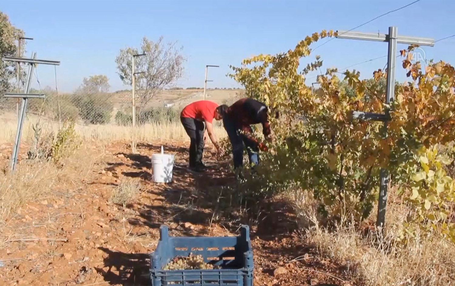 بەرهەمی ترێ لە ئامەد بە رێژەیەکی بەرچاو کەمیکردووە