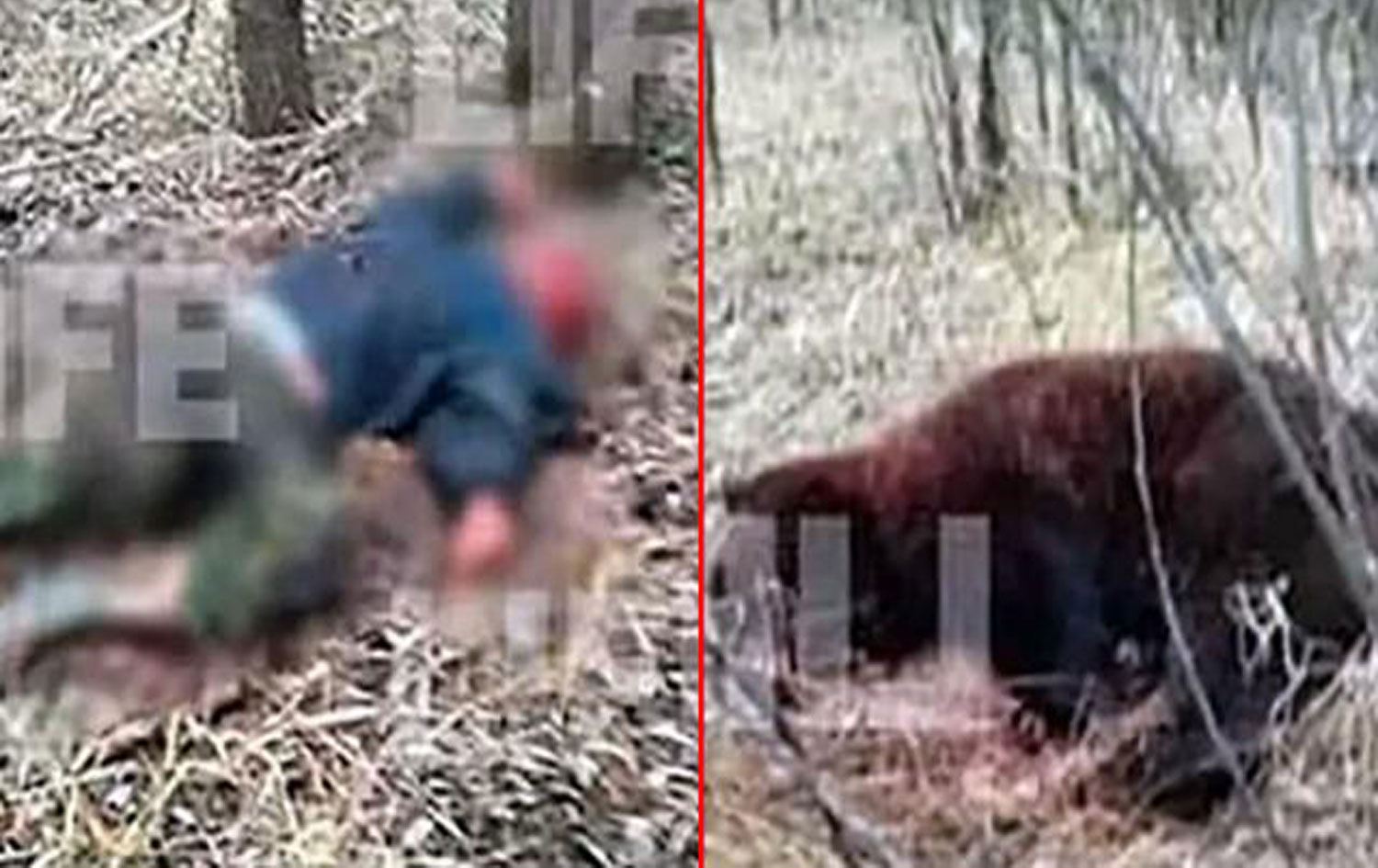 Arkadaşını öldüren ayıyla boğuşan şampiyon boksör ağır yaralandı