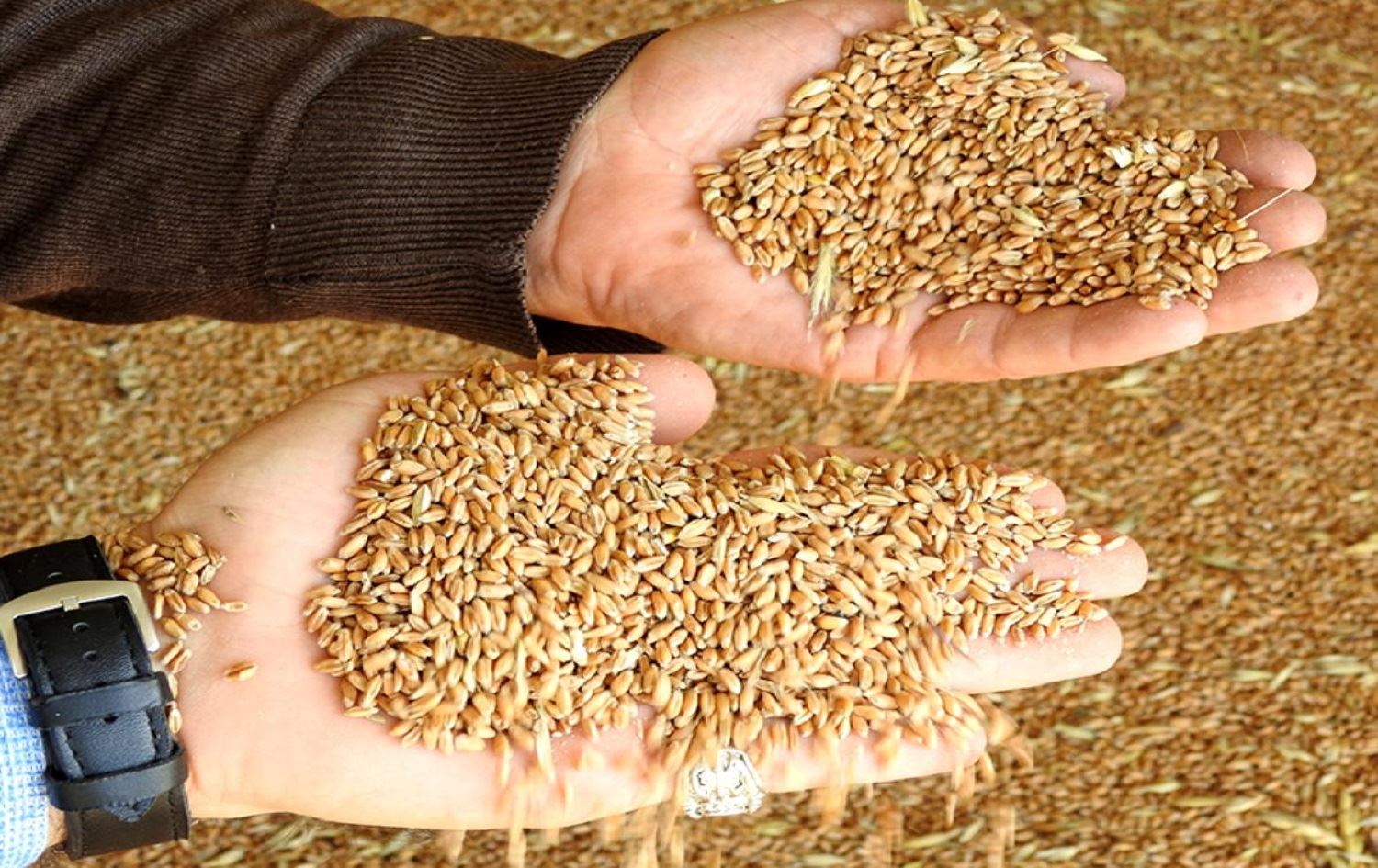 Rêveberiya Xweser tovê genim li ser cotkaran dabeş dike