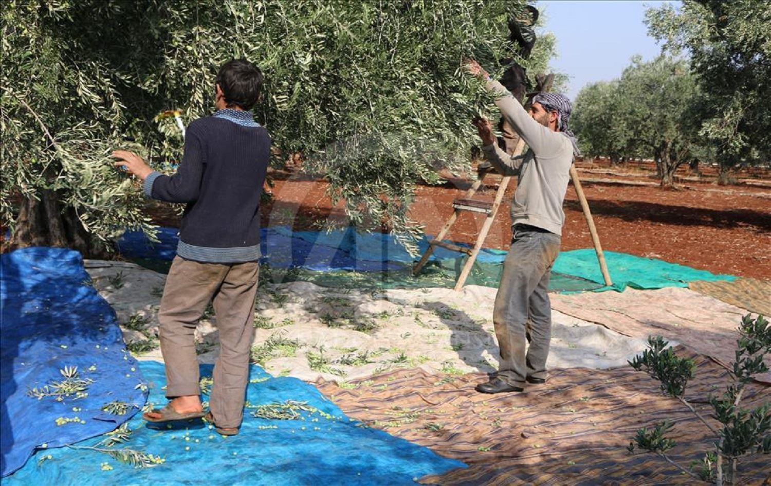 Li Efrînê çekdar bacê li ser cotkarên Kurd ferz dikin