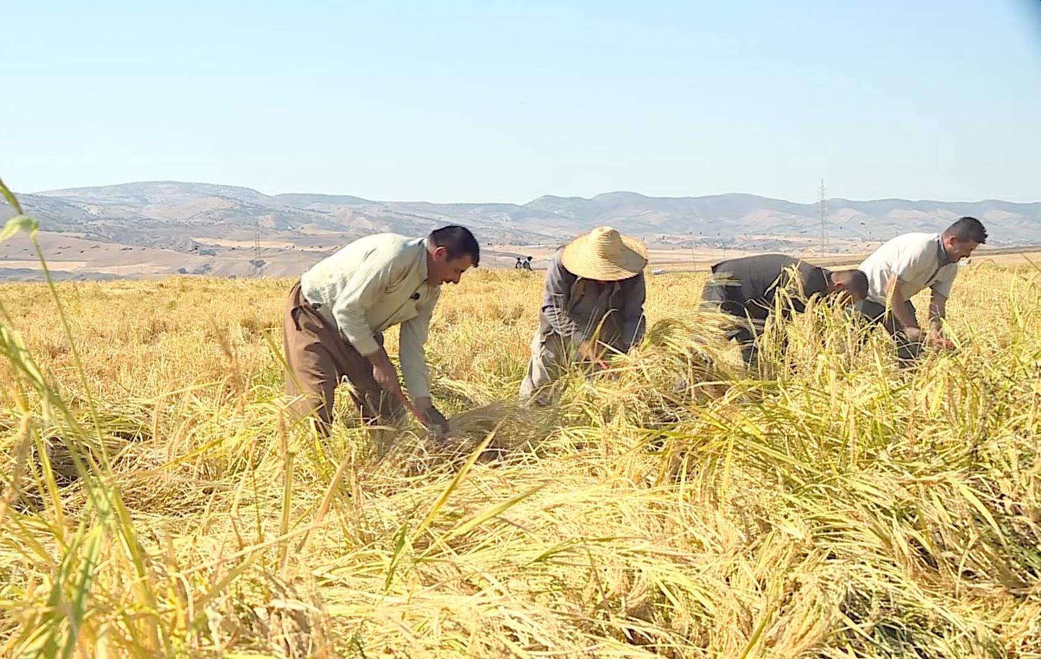 Rice farmers begin harvest in Erbil province
