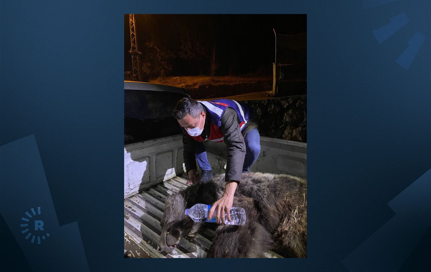 Dersim'de araba çarpan yavru ayı hayatını kaybetti