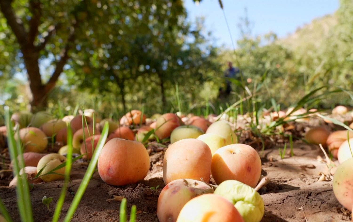 وشکەساڵی و شەڕی تورکیا و پەکەکە سێوی جووتیارانی بەرواری باڵا کەمدەکەنەوە