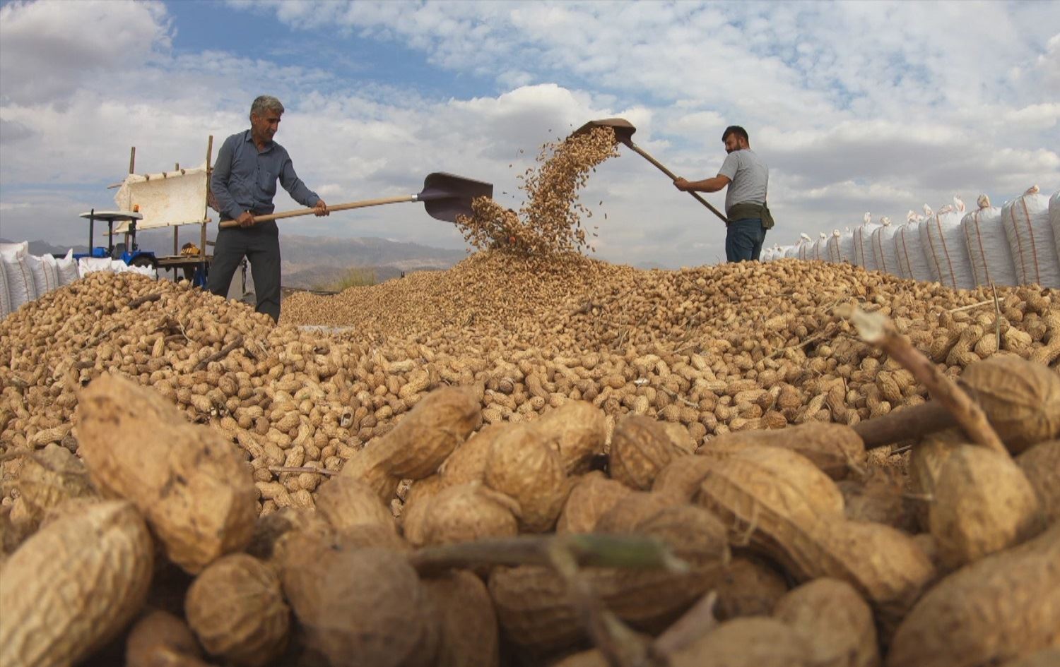 Cotkarên Silopiya: Nirxê fistiqan li gor keda me gelek kêm e