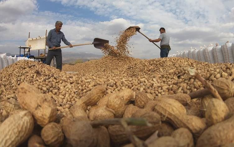 Silopi’de yer fıstığı hasadı: Üretici, fiyatlardan şikâyetçi