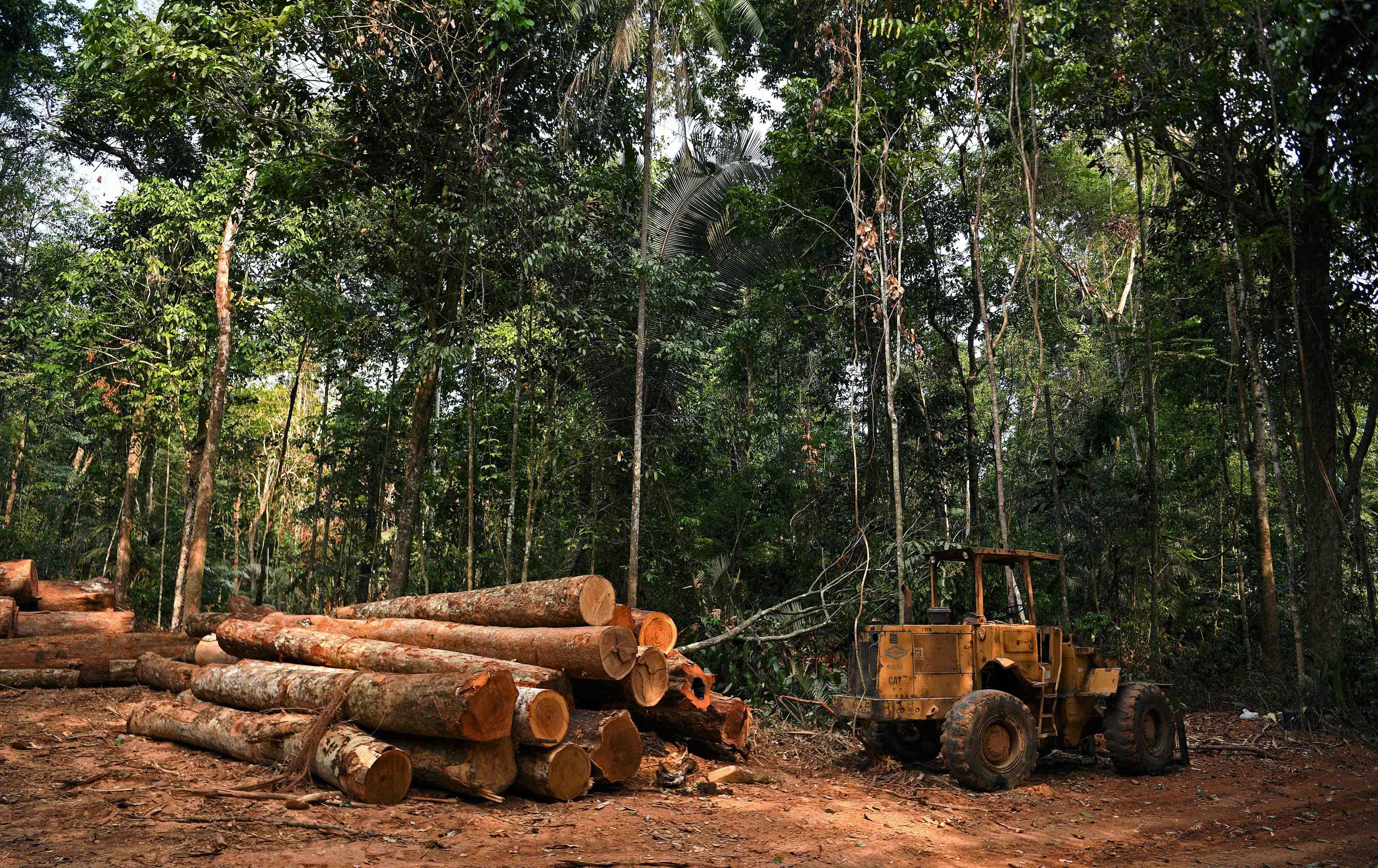 دارستانەکانی ئەمازۆن.. لە هەڵمژینی کاربۆنەوە بۆ دەردانی کاربۆن