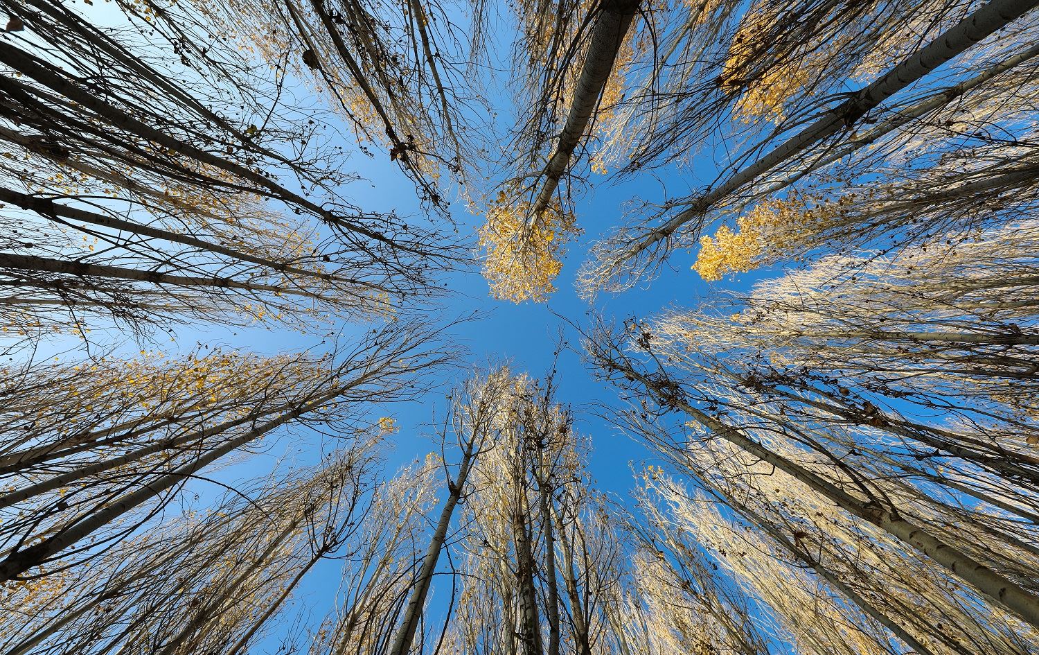 Li quntara Çiyayê Agirî dîmenên Baxên Bihiştê
