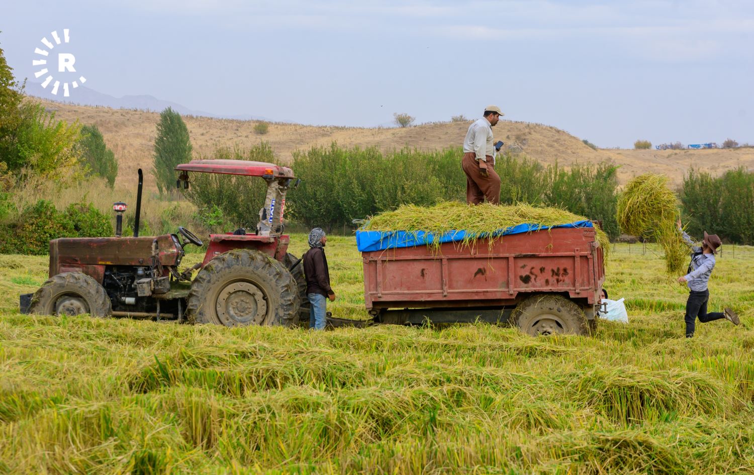 بۆ دووەمجار لە هەرێمی کوردستانەوە برنج هەناردەی وڵاتانی ئەوروپا دەکرێت