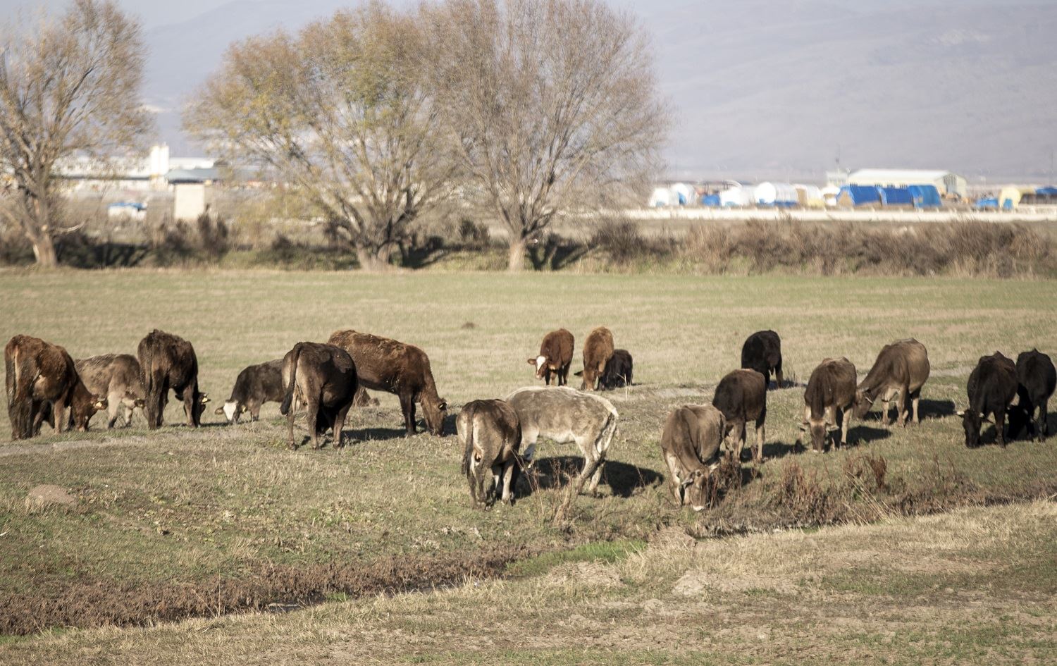 Li Erzeromê xwedîkirina pez û çêlekan zêde bûye