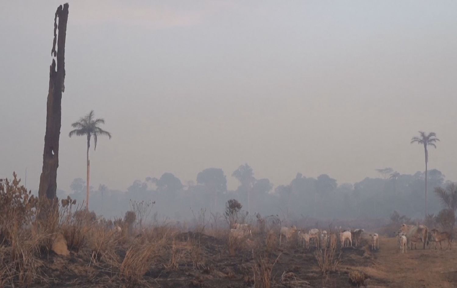 لە ماوەی ساڵێکدا هێندەی رووبەری پارێزگای هەولێر دارستانی ئەمازۆن سووتاوە