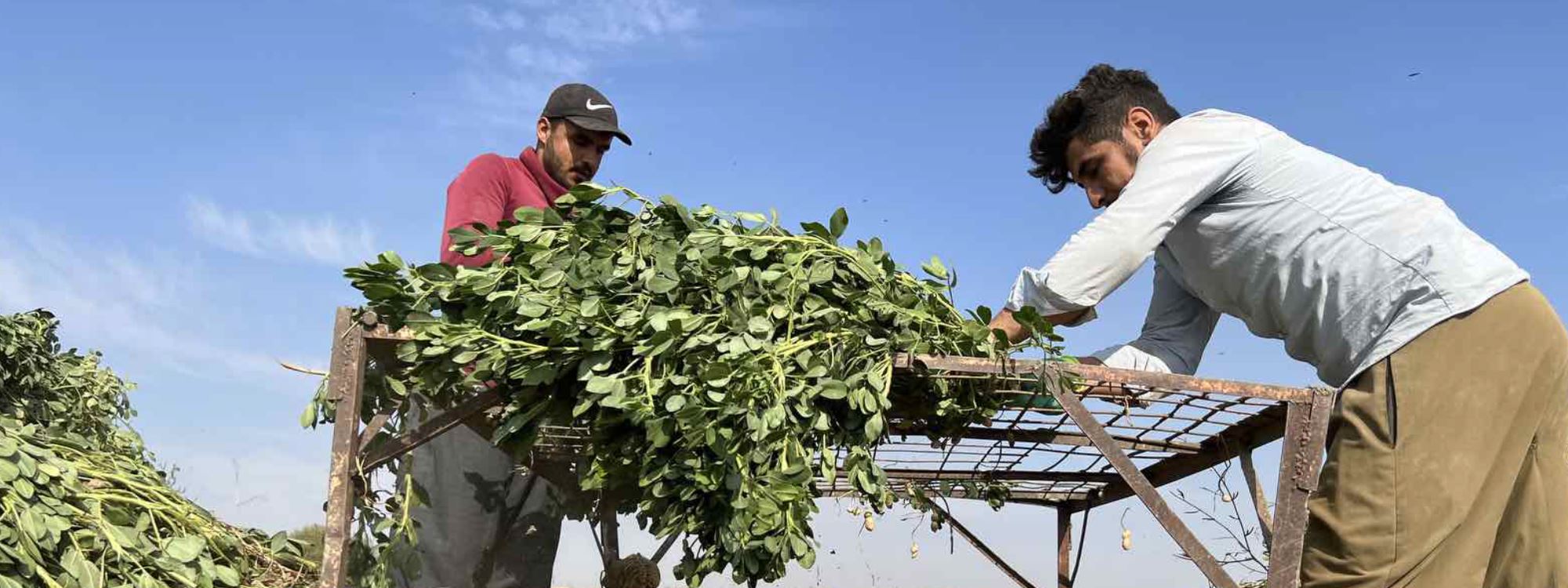 WÊNE - Li Germiyanê piştî 15 salan fistiq hatin çandin