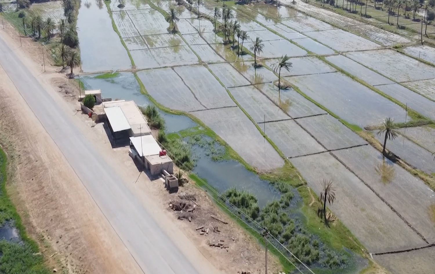 عێراق؛ هۆشداری لەنێوچوونی برنجی عەنبەر دەدرێت و حکومەتیش وەڵامی نییە