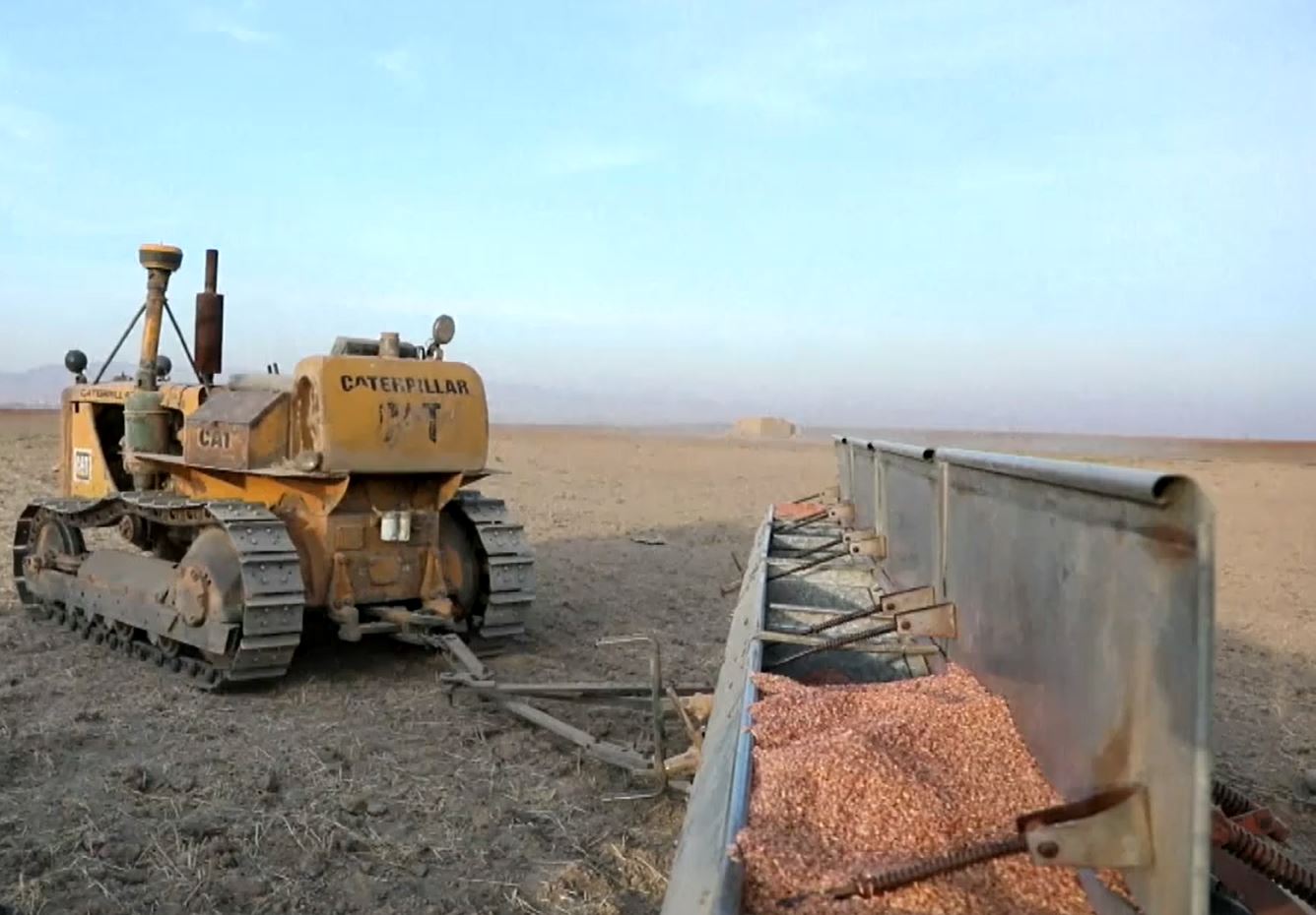 Cotkarên Rojavayê Kurdistanê ji bihabûna tov gazinan dikin