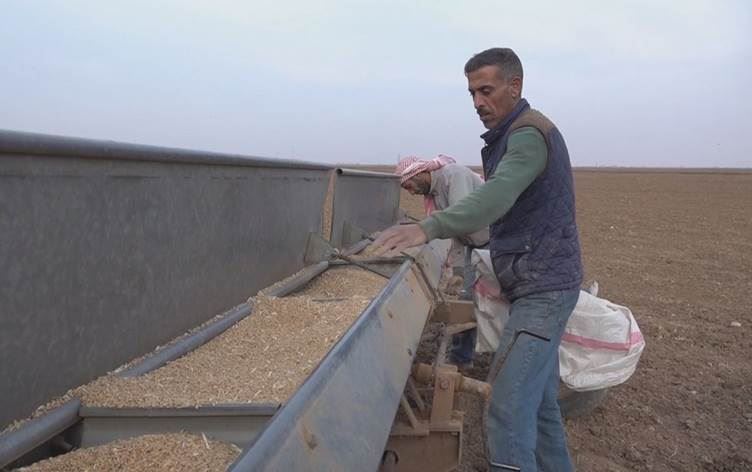 ABD’nin Rojava’ya hibe ettiği tohumda hastalık çıktı