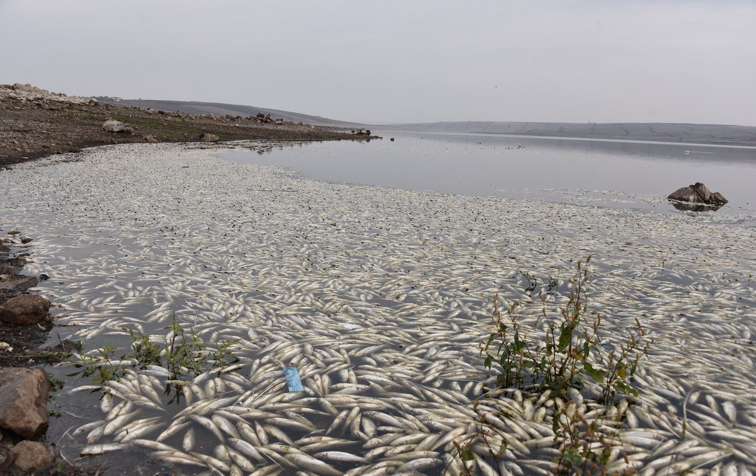 Masiyên Gola Hecî Xidir bikom dimirin