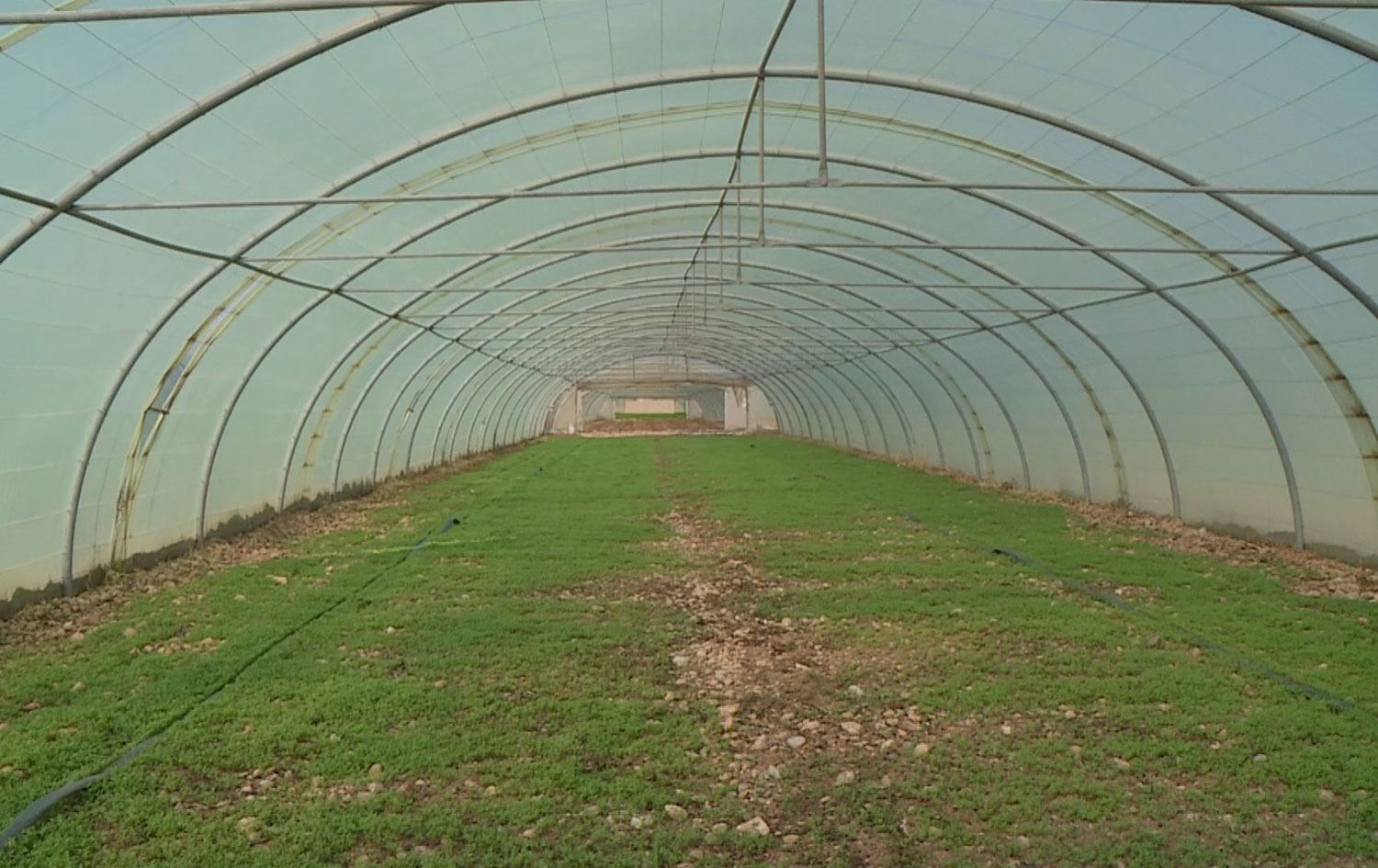 حکومەتی عێراق پەینی کیمیایی و بنەتۆو ناداتە جووتیاران