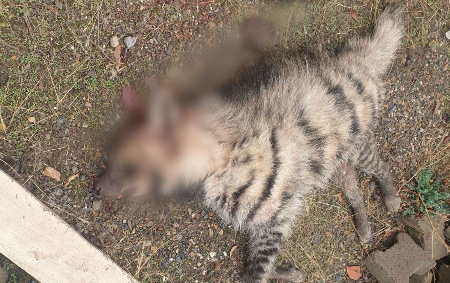 Bingöl'de otomobilin çarptığı çizgili sırtlan öldü