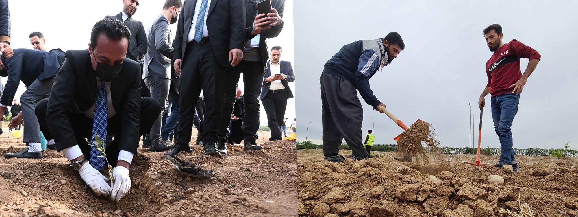 پرۆژەی چاندنی یەک ملیۆن داربەڕوو لە هەولێر