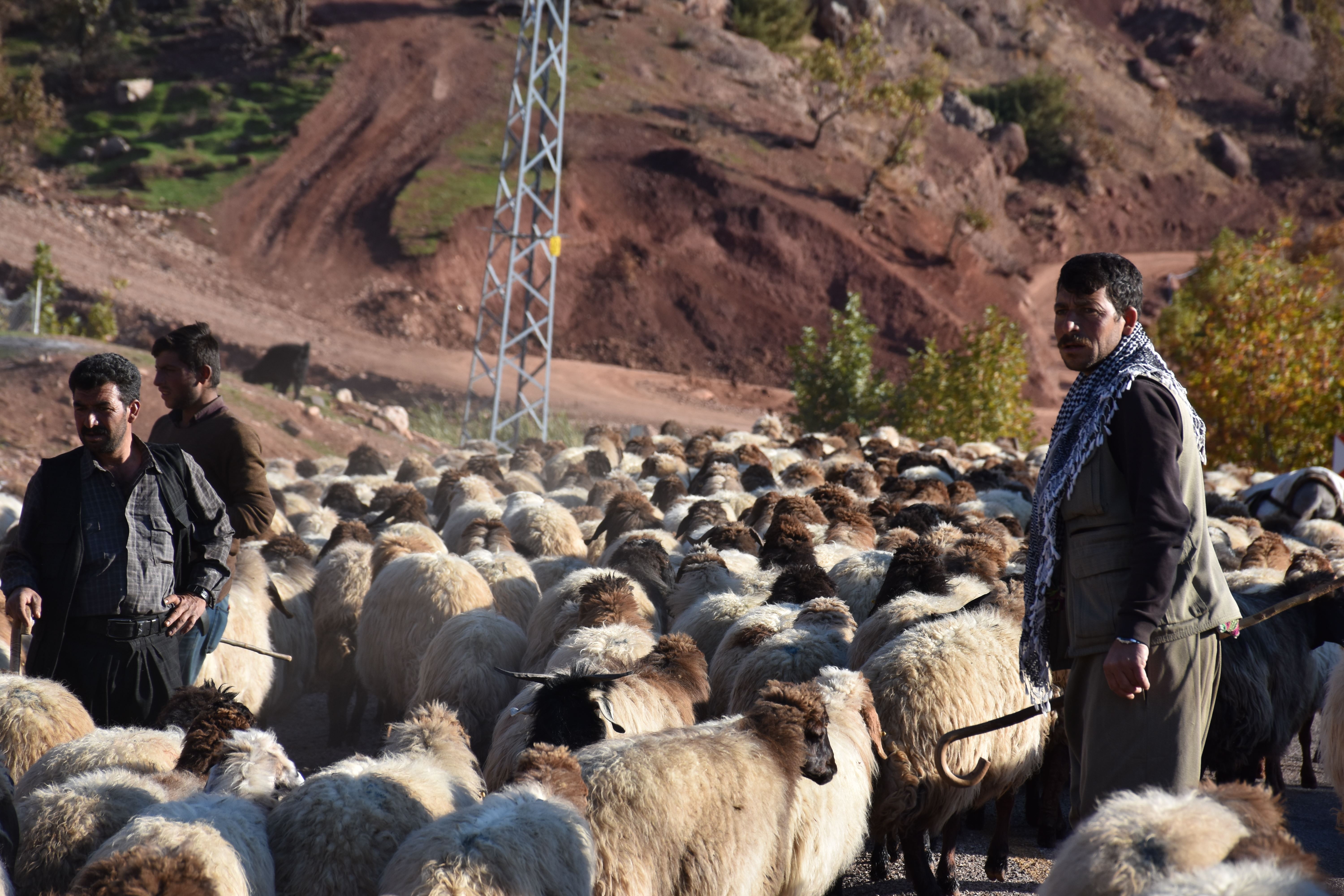 Koçerên li Zozanê Feraşînê vedigerin quntara Çiyayê Cûdî