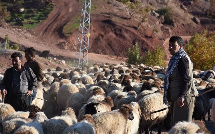 Faraşin’den dönen göçerlerin zorlu kış yaşamı başladı