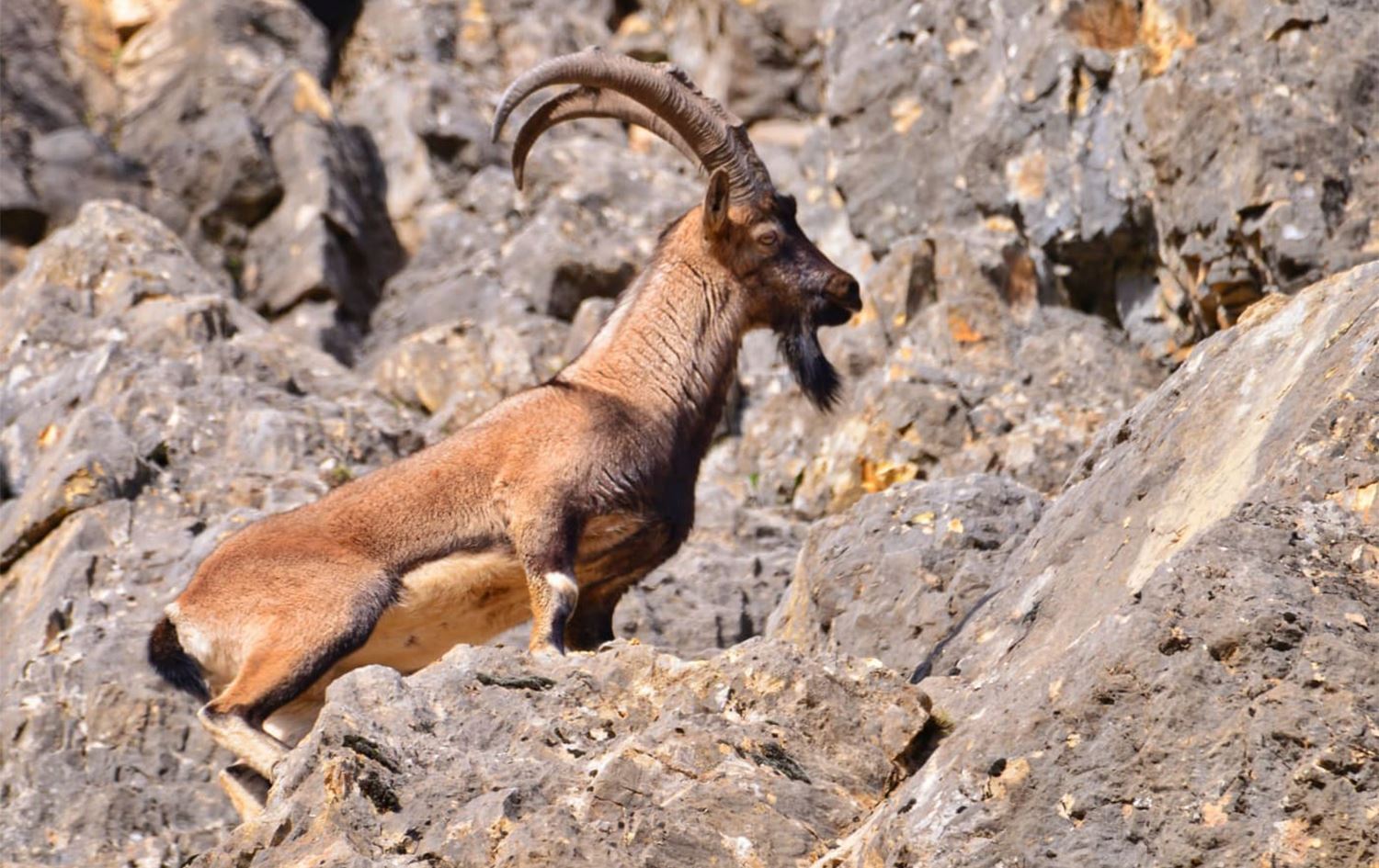 Li Dêrsimê ajel di bin navê nêçîrvaniyê de tên kuştin