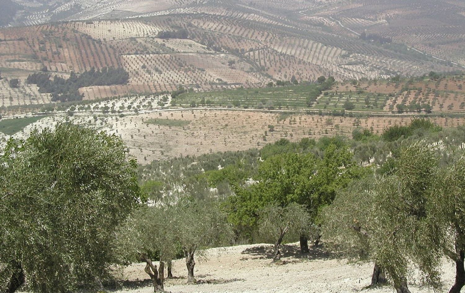 Çekdarên ser bi Tirkiyê darzeytûn Efrînê dibirin