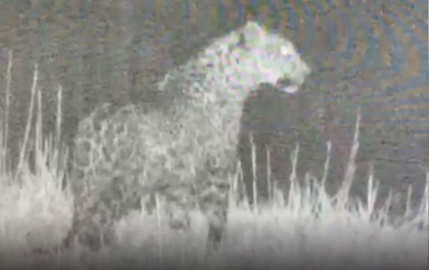 IĞDIR - Nesli tükenme riskiyle karşı karşıya olan leopar görüntülendi