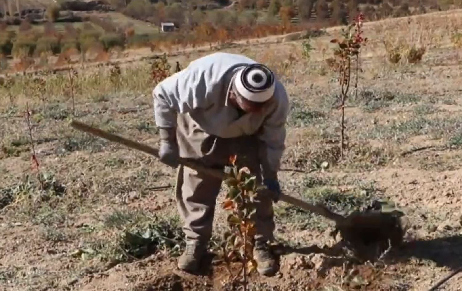 URMIYE - Mamostayekî olî hevdem melatî û çandiniyê dike