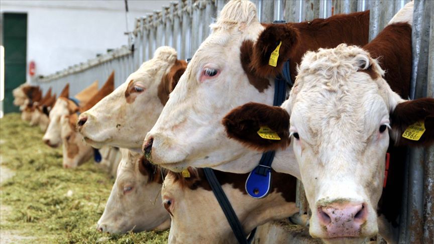 Berhemhênerên şîr û goşt hişyariyê didin
