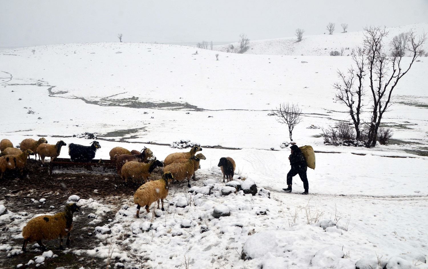 Li Mûşê gundî di nav berfê de ajelên xwe xwedî dikin