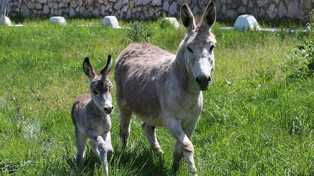 Yargıtay'dan eşek kararı: ‘Büyükbaş’ olarak kabul edildi
