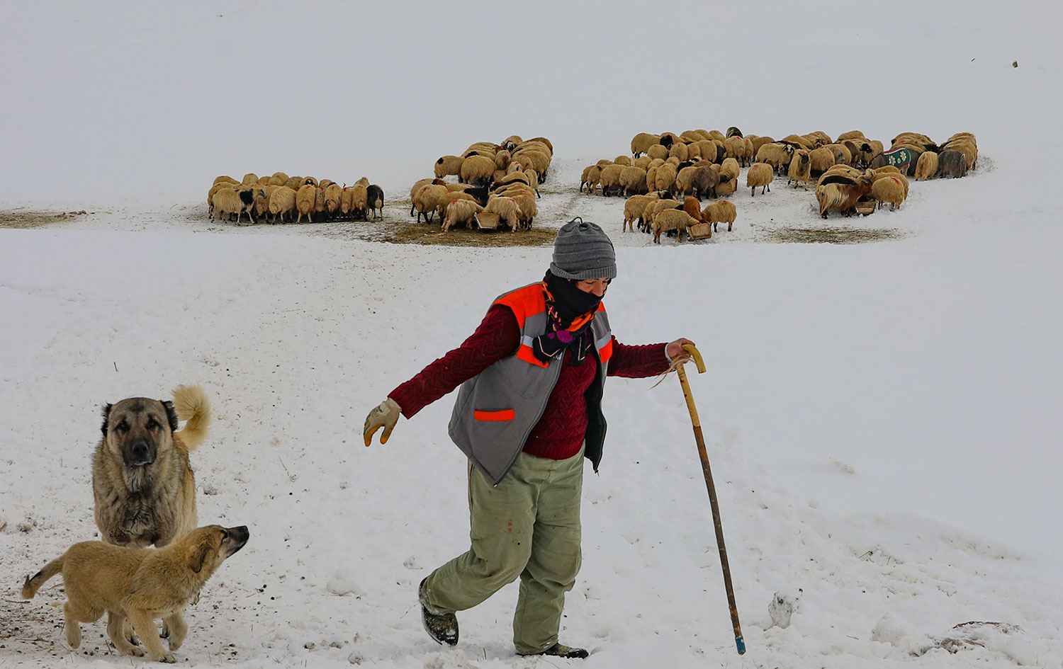 Van’da çiftçinin zorlu kış mesaisi: ‘Şartlar ağır, yük omuzlarımda’