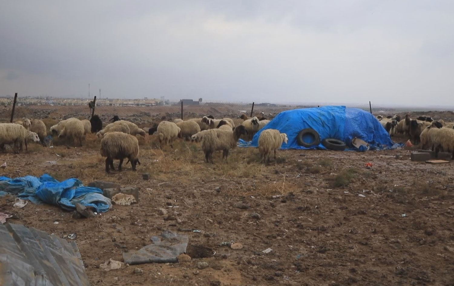 ئاژەڵدارانی کەرکووک 162 مەڕ و بزنیان بەخشییە زیانلێکەوتووانی لافاوەکەی هەولێر