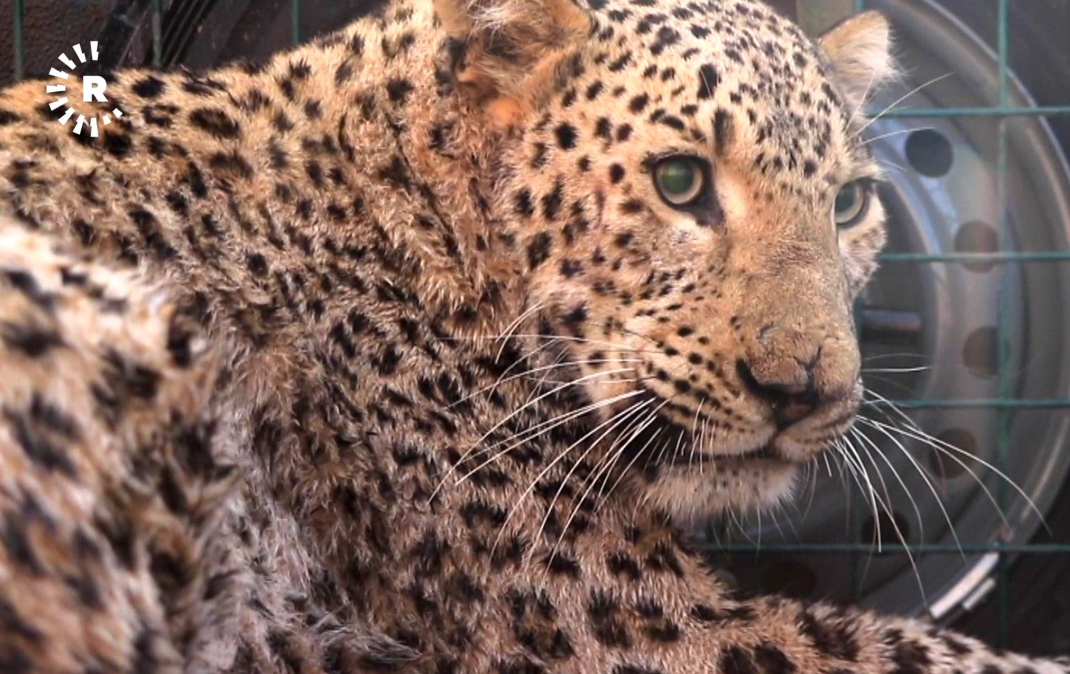 پزیشکێک: پڵنگە بریندارەکەی زاخۆ توانای گەڕانەوەی بۆ سرووشت نەماوە و قاچێکی لەدەستداوە