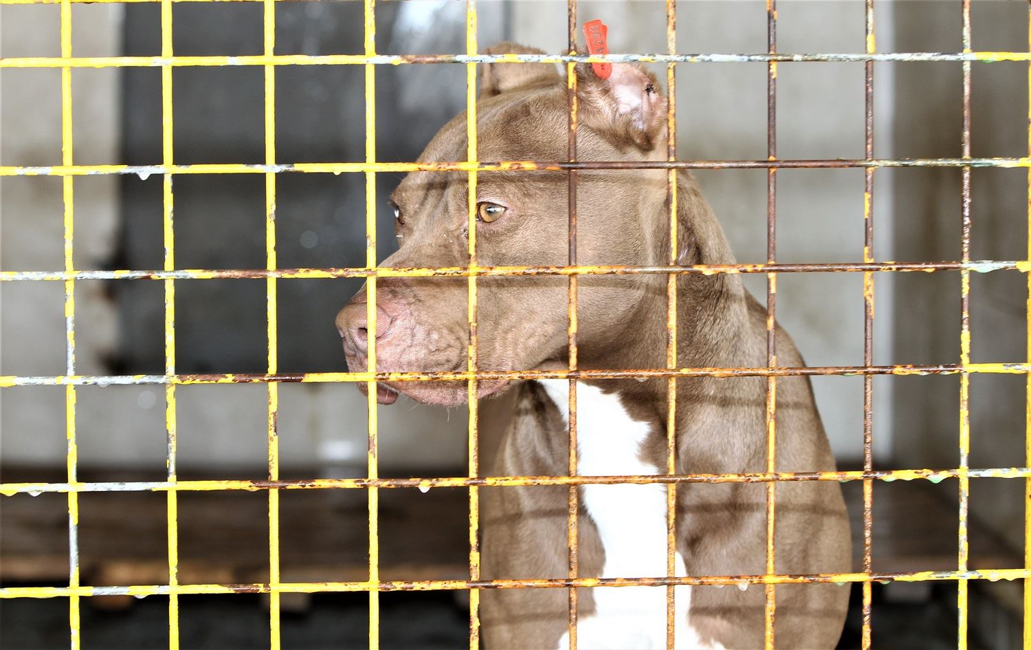 Li Wanê kûçikên Pit bull tên komkirin