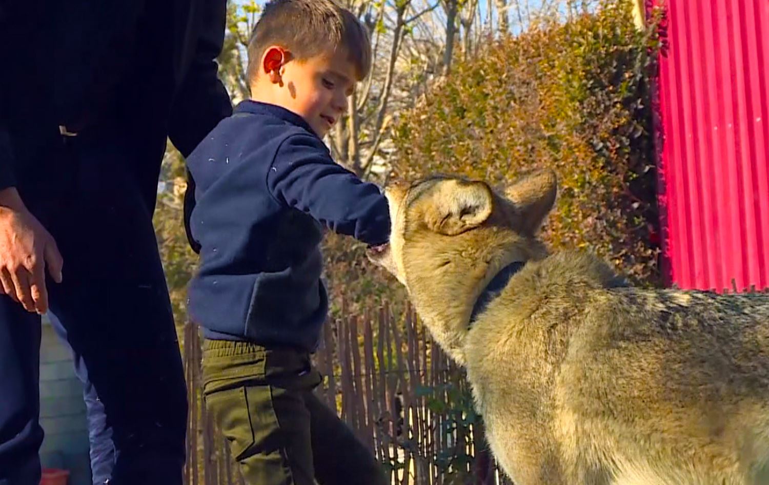 لە خەلیفان ماڵباتێک گورگ بەخێودەکەن؛ دۆڵمە و ترێ و هەنجیر دەخوات