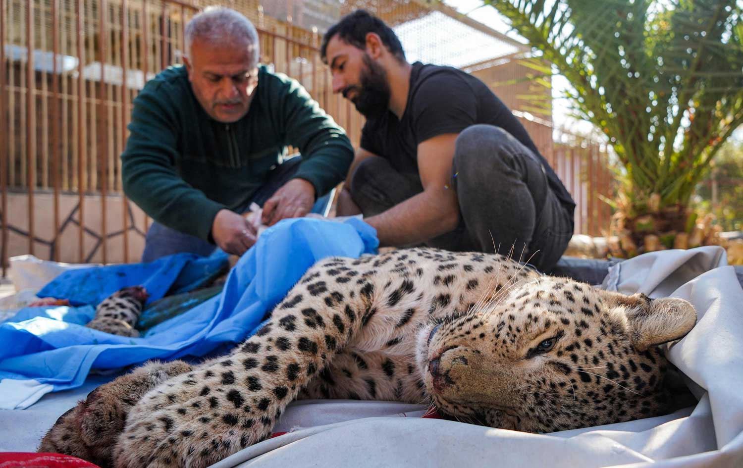 Başbakan Mesrur Barzani yaralı leopar için talimat verdi