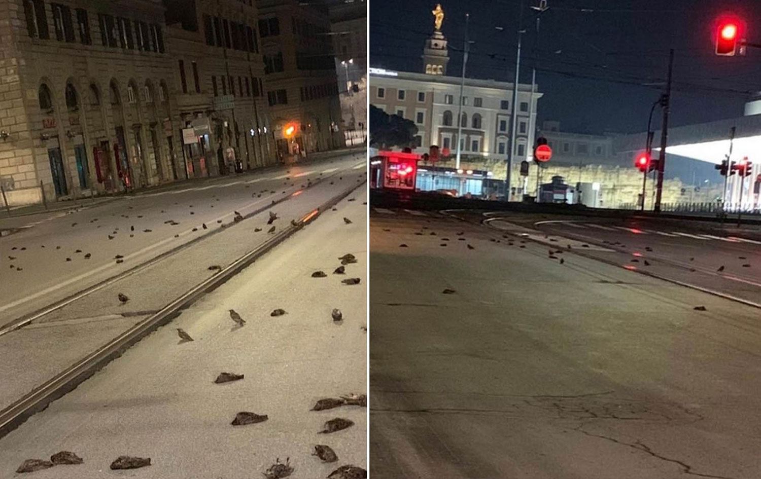 İtalya'da yılbaşı gecesi 400'den fazla evcil hayvan öldü